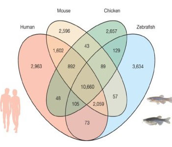 Fully Sequenced Genome