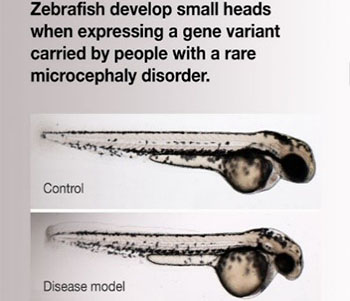 Animal Models of Human Disease