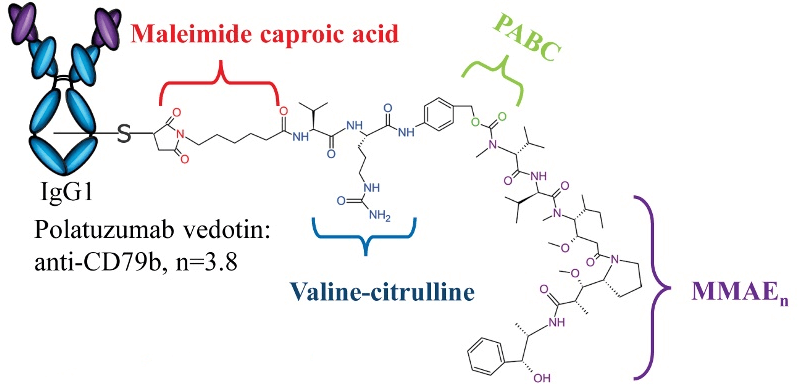 Structure of Polatuzumab vedotin