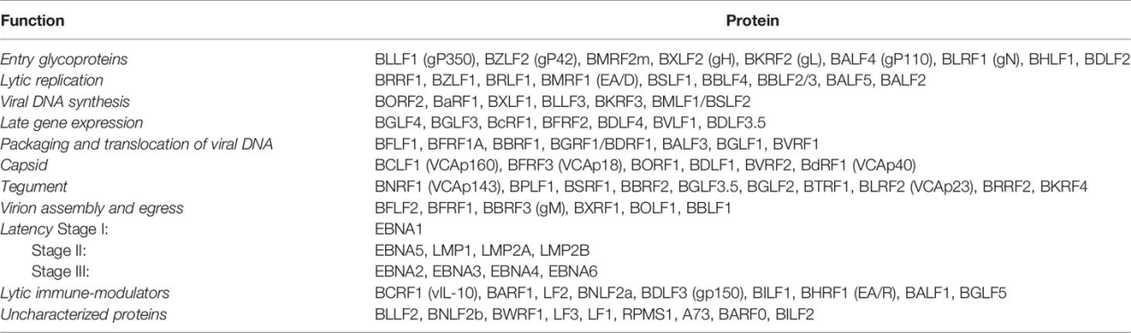 Antigens for Epstein-Barr Virus (EBV) Antibody Tests