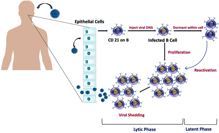 Antigens for Epstein-Barr Virus (EBV) Antibody Tests