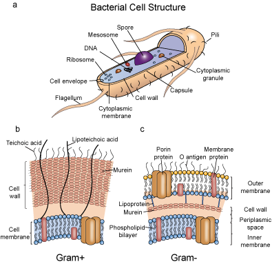 Bacterial cell structure (a), cell wall structure of Gram+ (b) and Gram- (c) bacterial