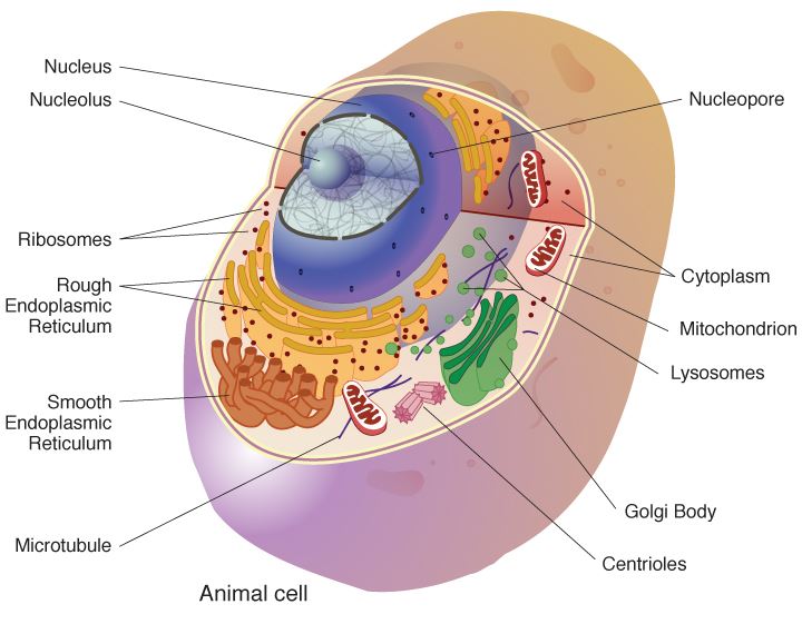 Cell Biology