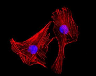 Control antibodies