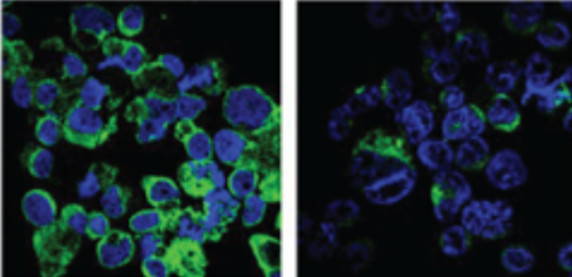 Mouse Anti-PI(3,4,5)P3 monoclonal antibody, clone SD7G9 (DMABB-JX100)