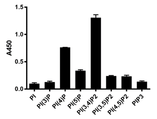 Mouse Anti-PI(3,4)P2 monoclonal antibody, clone Q145 (DMABB-JX101)