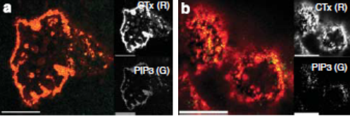 Mouse Anti-PI(3,4,5)P3 monoclonal antibody (ascites), clone SD7G9 (DMABB-JX83)