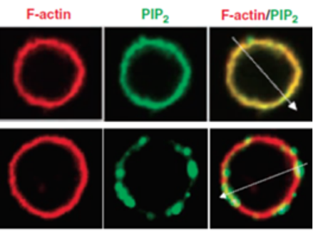 Mouse Anti-PI(4,5)P2 monoclonal antibody, clone 3D22 [FITC] (DMABB-JX88)