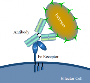 Fc receptors