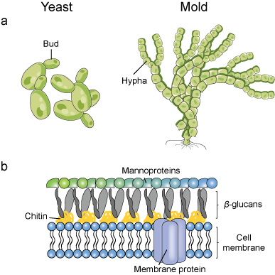 Fungi morphology and fungal membrane structure