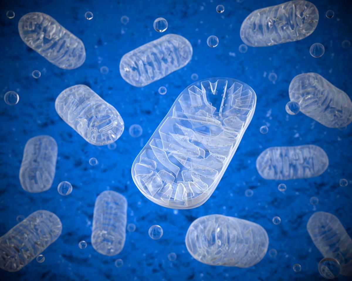 Intrinsic Apoptosis Pathway