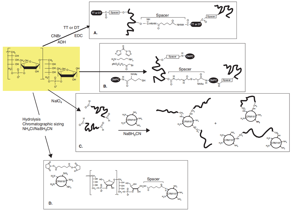 Native Antigens for Vaccine R&D