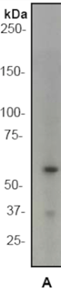 PAK2 (T402) polyclonal antibody