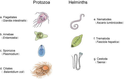 Parasites Category