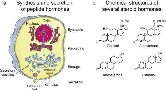 Protein and Peptide Hormone