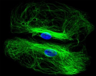 Secondary antibodies