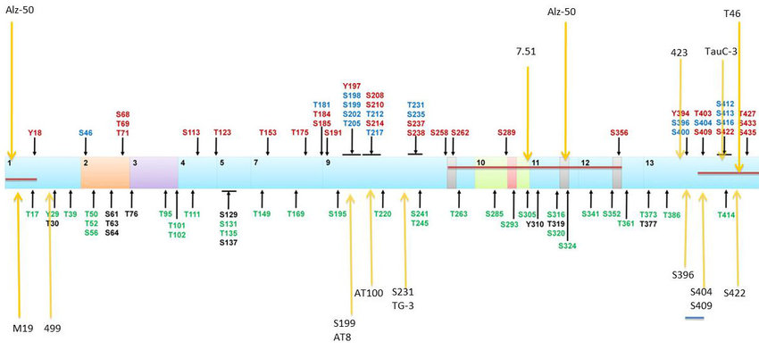 Tau Phosphorylation